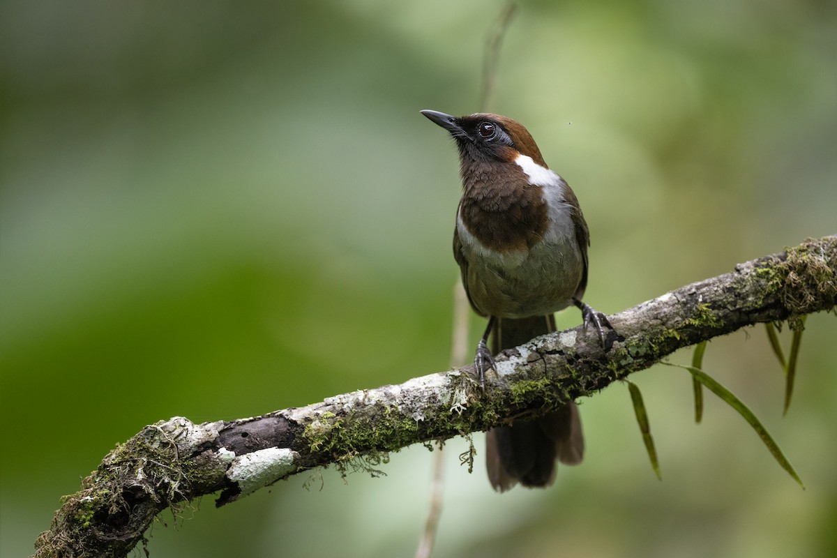 White-necked Laughingthrush - Jan-Peter  Kelder