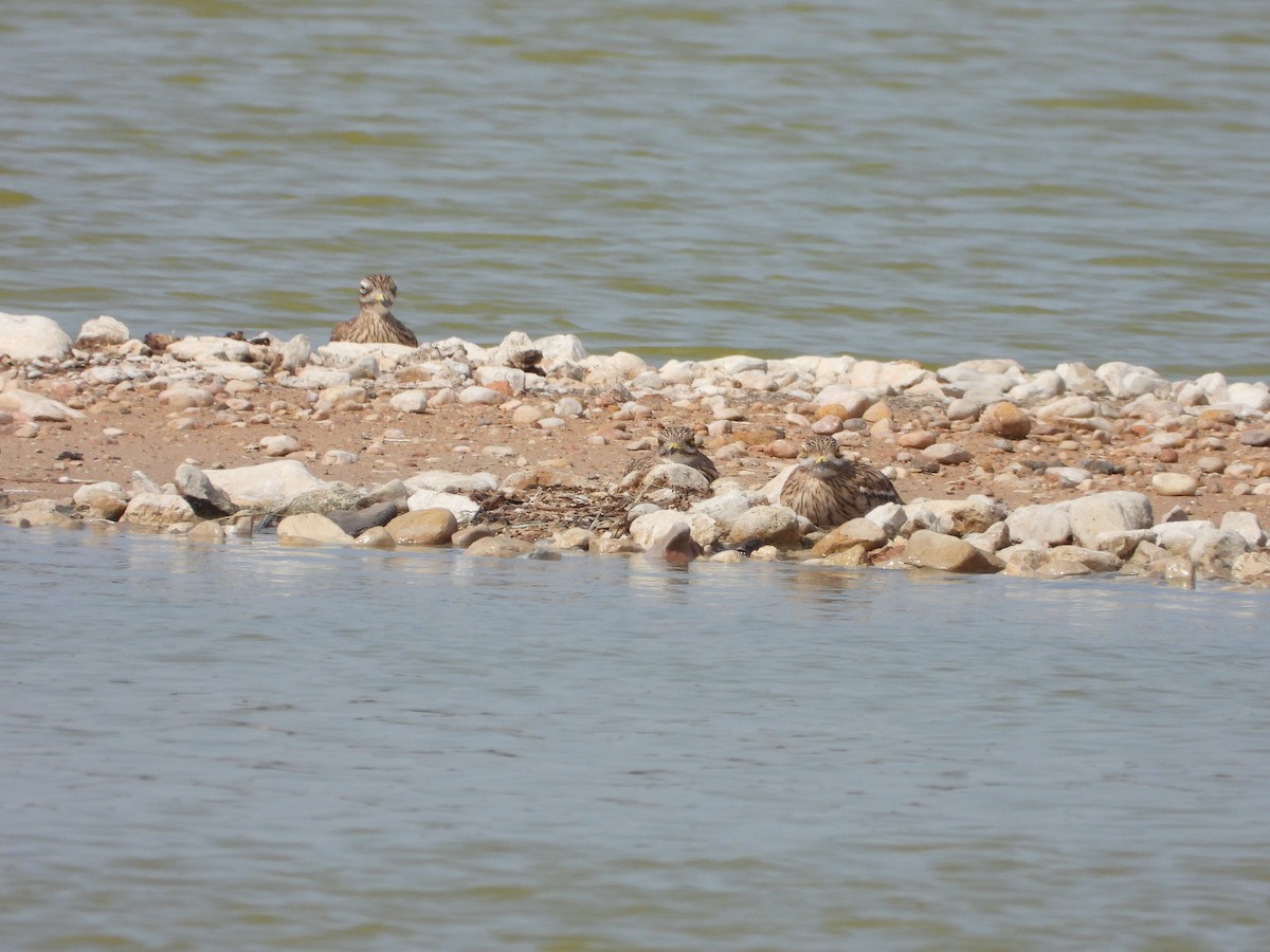 Eurasian Thick-knee - ML608980570