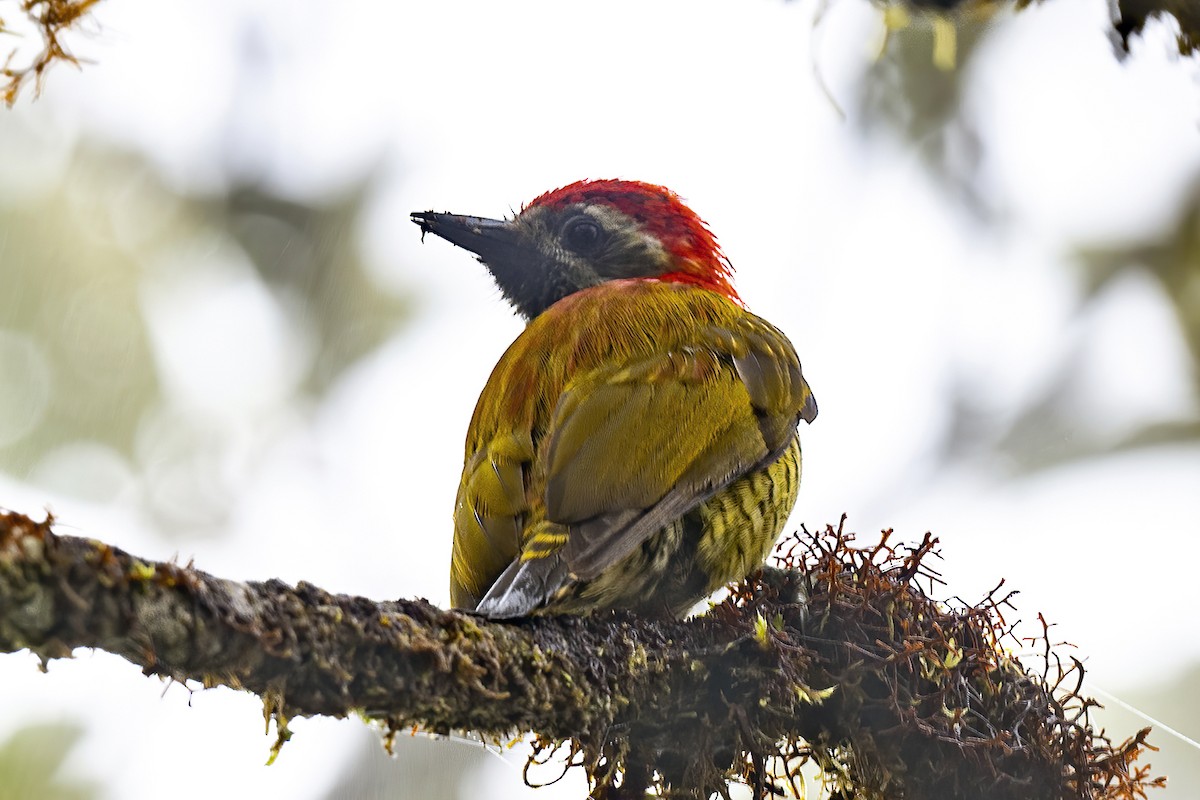 Yellow-vented Woodpecker - ML608980580