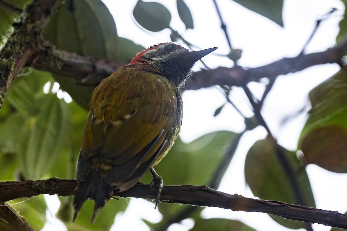 Yellow-vented Woodpecker - ML608980581
