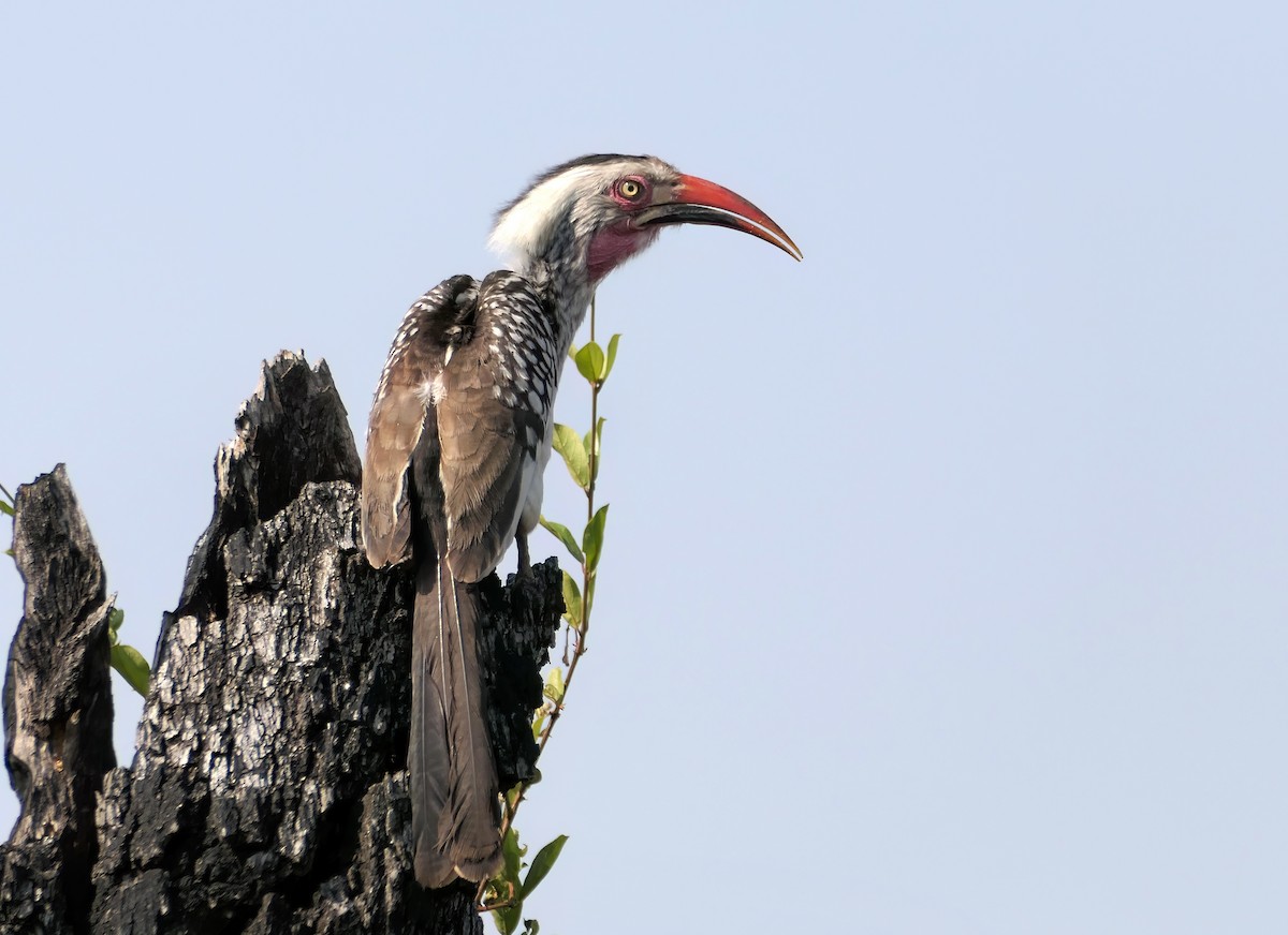 Southern Red-billed Hornbill - ML608980586