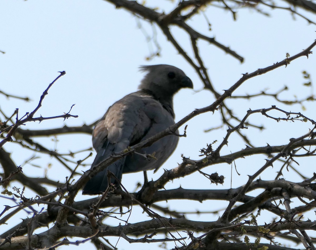 Turaco Unicolor - ML608980589