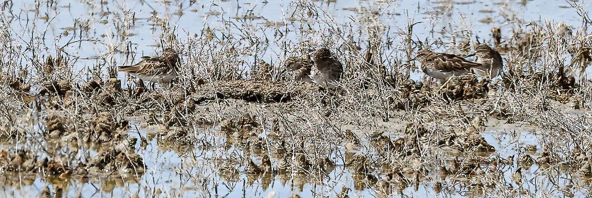 pygmésnipe - ML608980602
