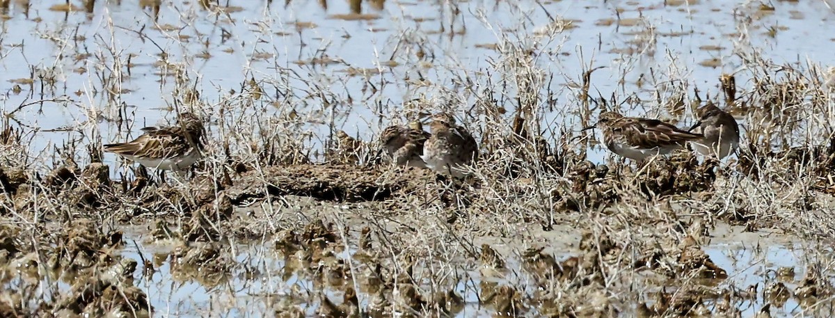 pygmésnipe - ML608980614
