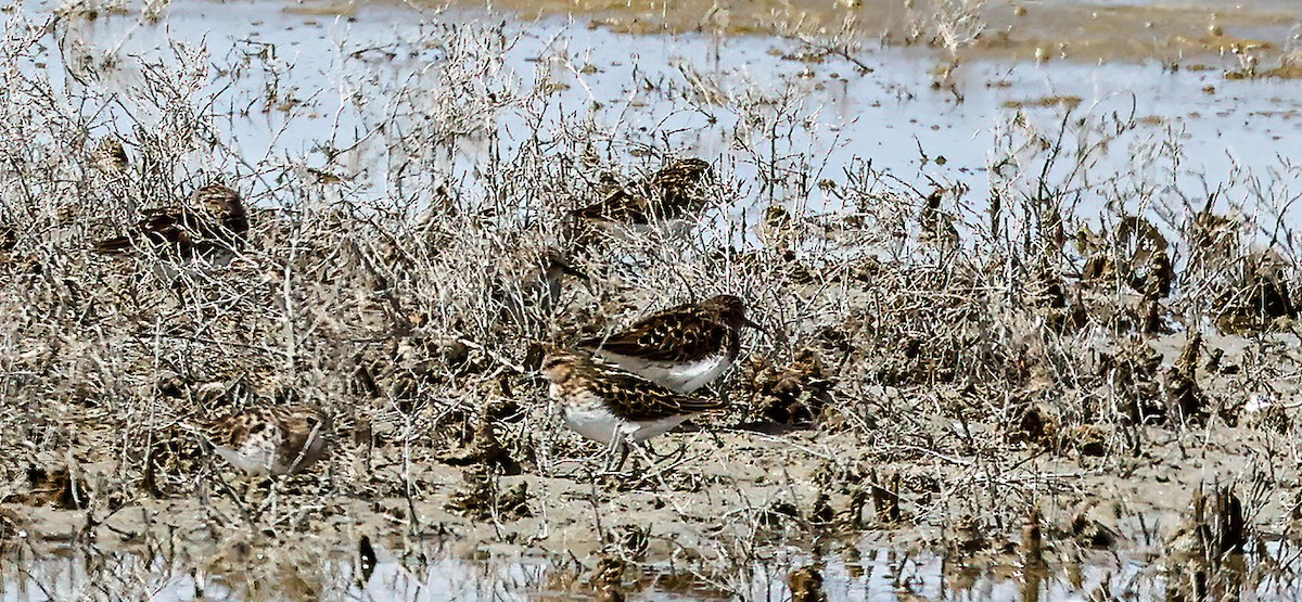 pygmésnipe - ML608980615