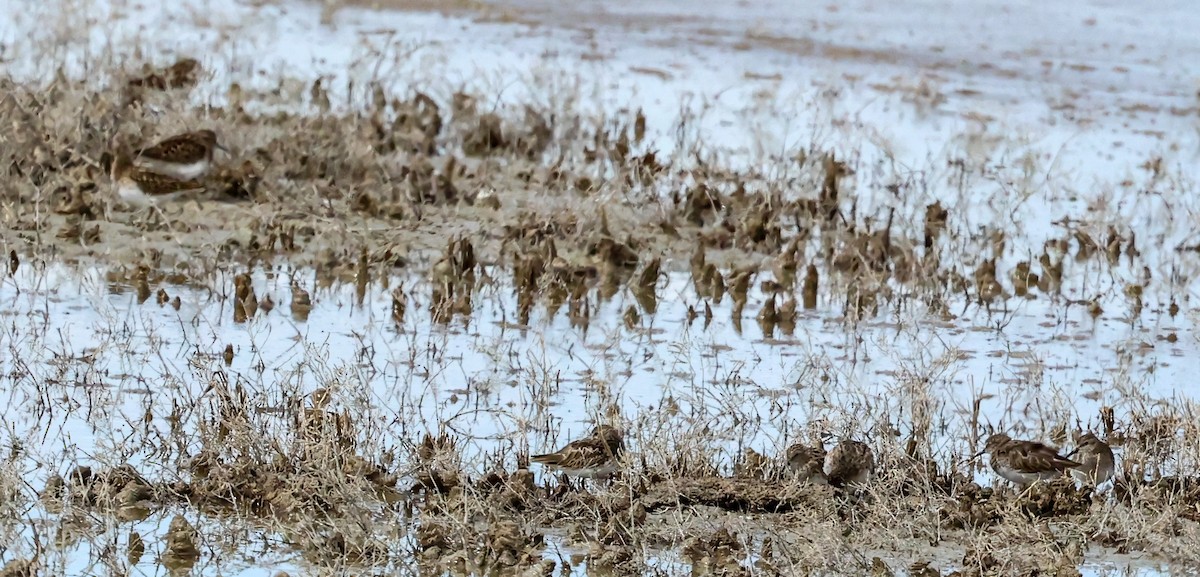 pygmésnipe - ML608980625