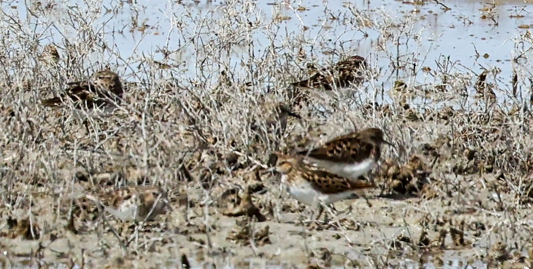 pygmésnipe - ML608980626