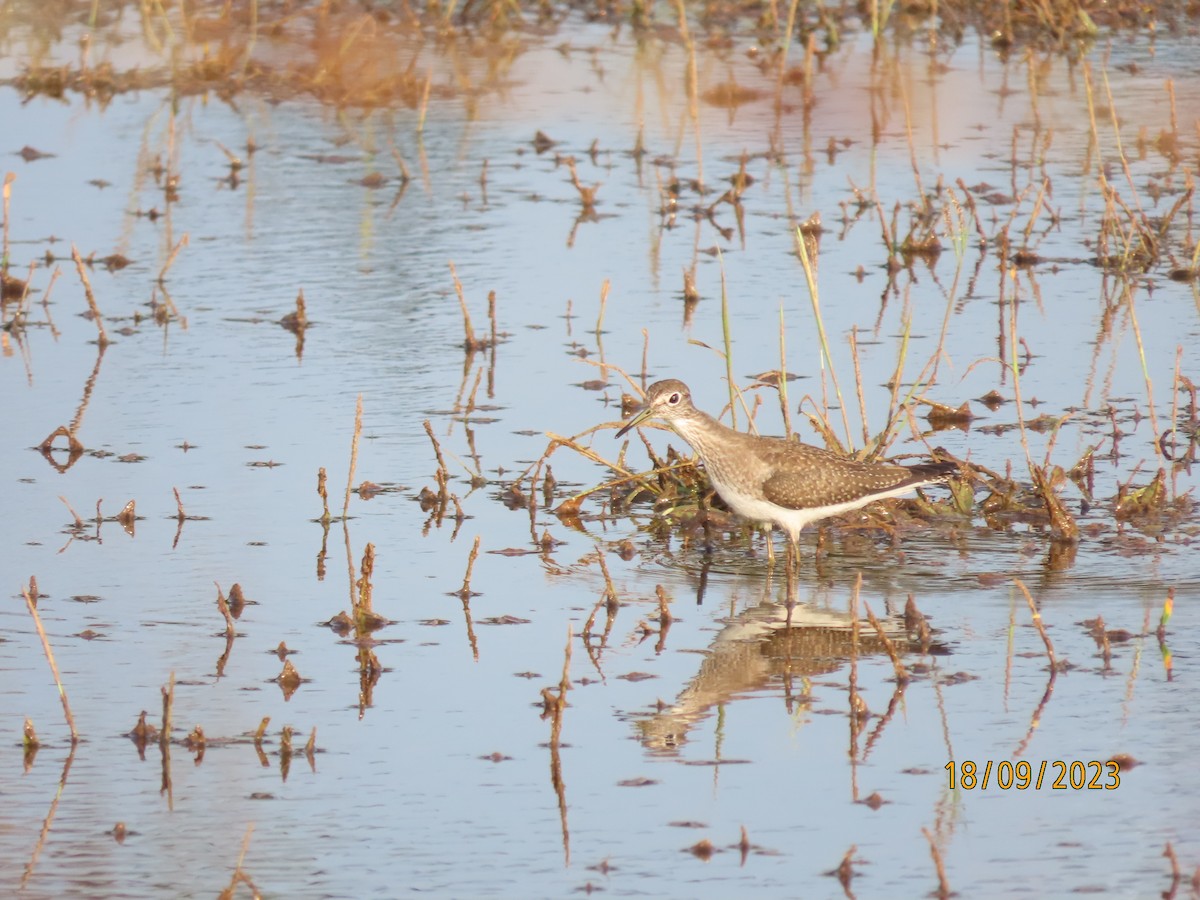 Solitary Sandpiper - ML608980734