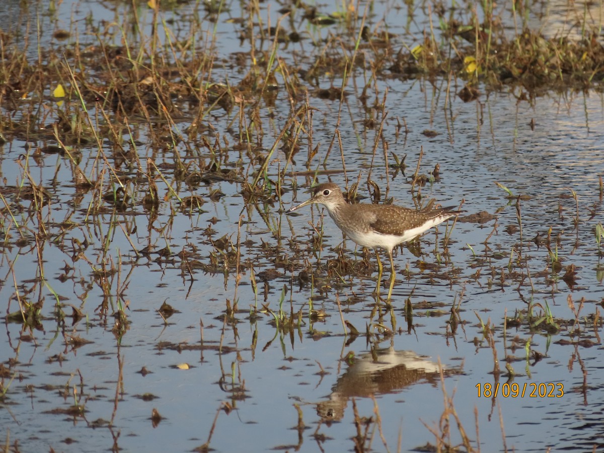 Solitary Sandpiper - Daniel Juarez