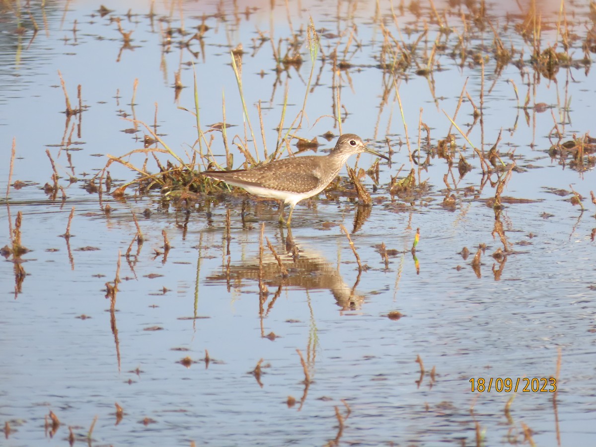 Solitary Sandpiper - ML608980737