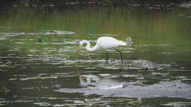 Great Egret - ML608980781