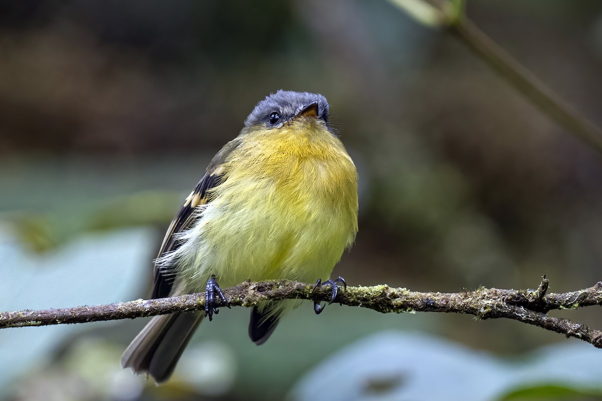 Handsome Flycatcher - ML608980940