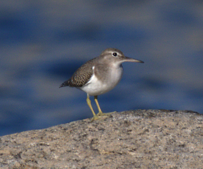 Spotted Sandpiper - Gary Mele