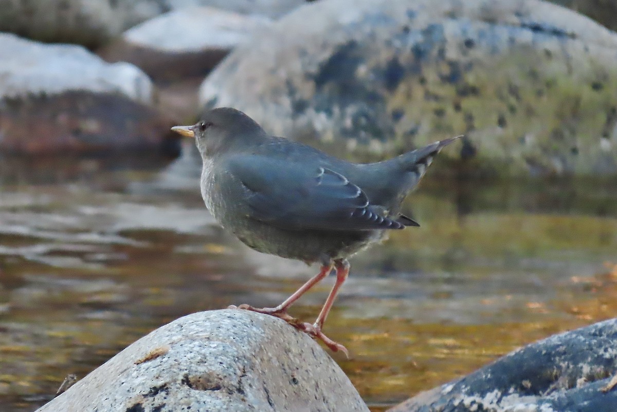 American Dipper - ML608980989