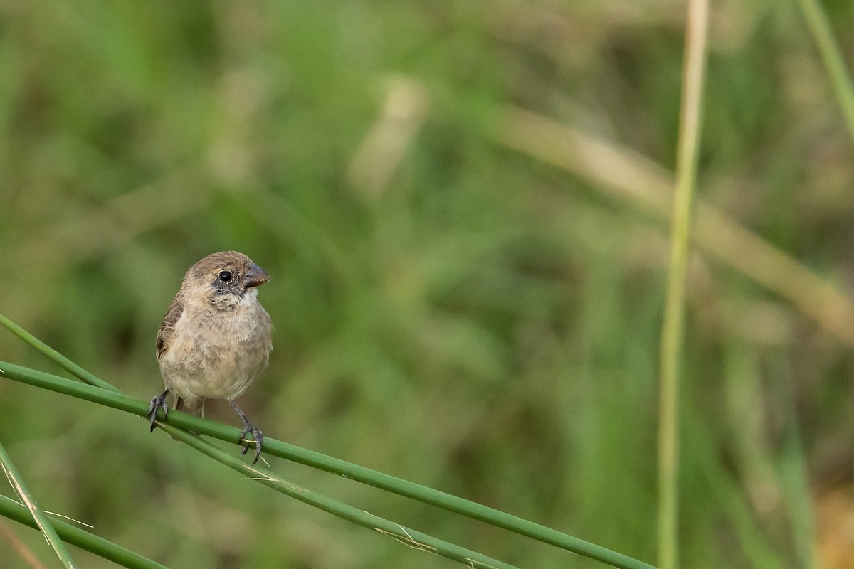 Ruddy-breasted Seedeater - ML608980995