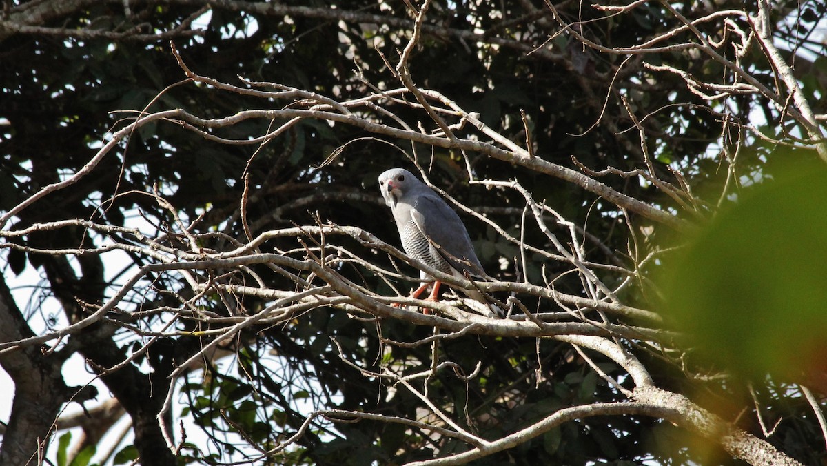 Lizard Buzzard - ML608981139