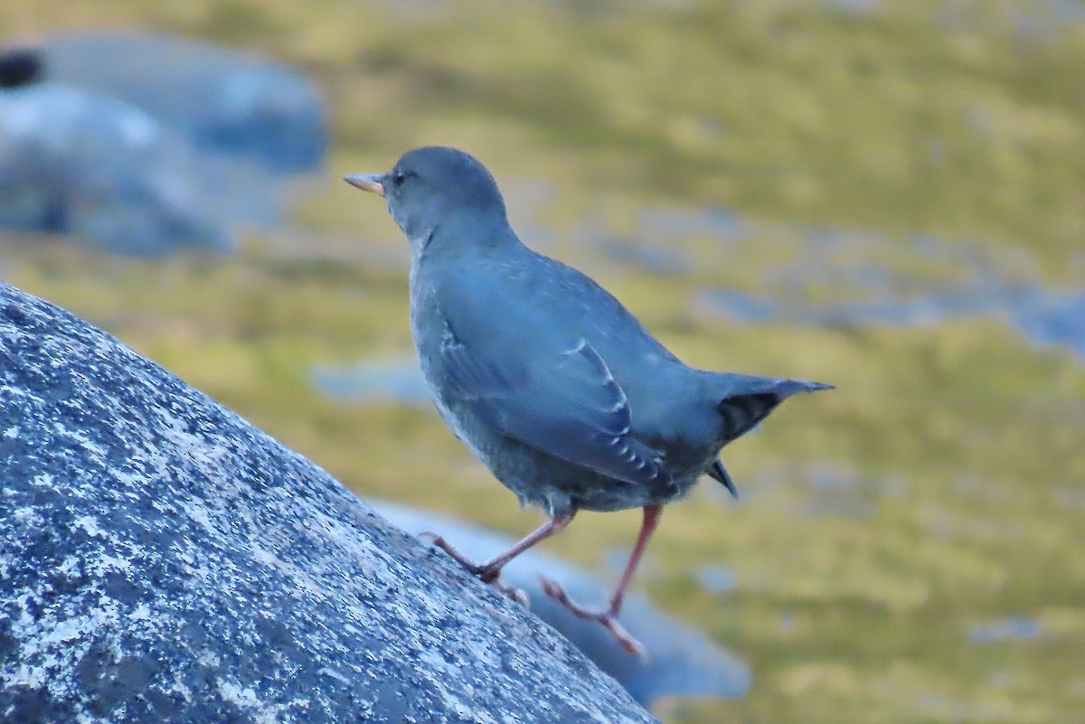 American Dipper - ML608981167