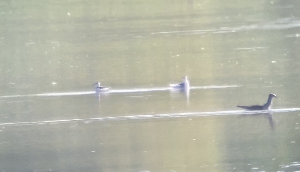 Red-necked Phalarope - ML608981296