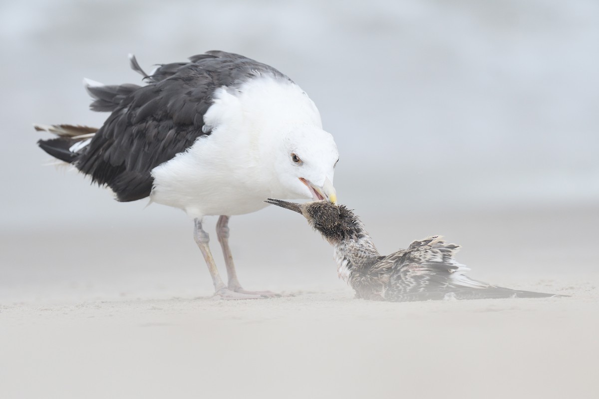 Great Black-backed Gull - terence zahner