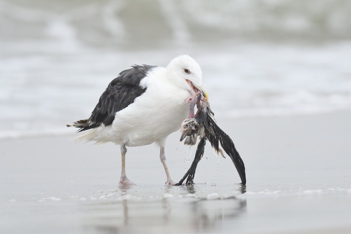 Great Black-backed Gull - terence zahner