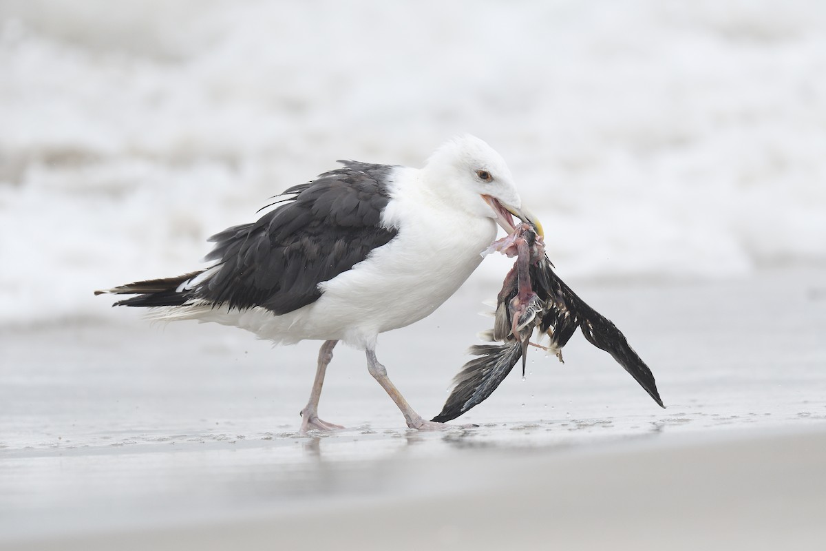 Great Black-backed Gull - ML608981615