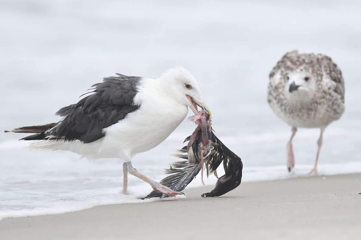 Great Black-backed Gull - terence zahner