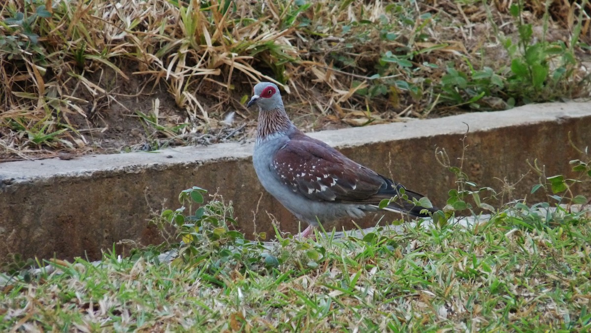 Speckled Pigeon - ML608981677