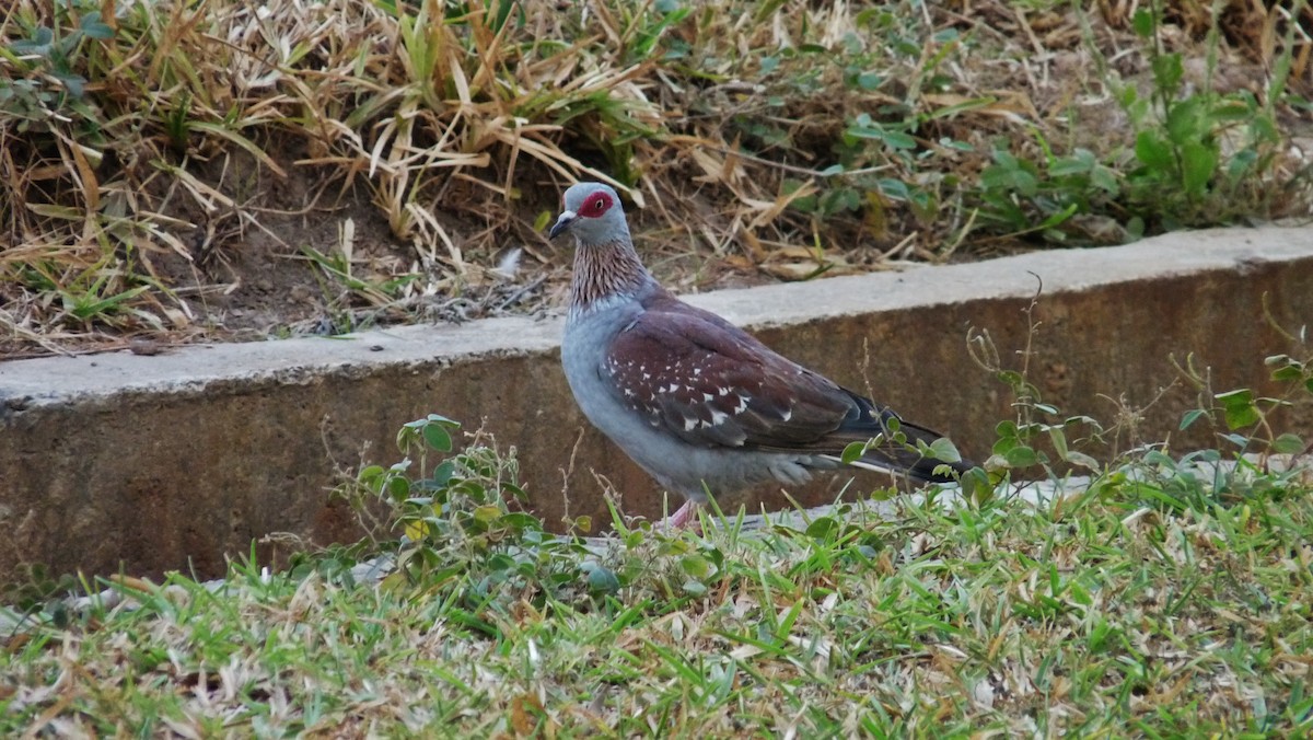 Guineataube - ML608981677