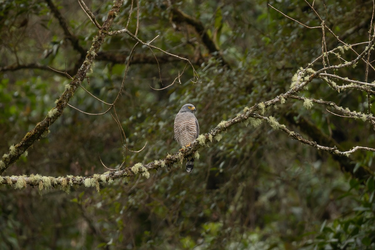 Roadside Hawk - ML608981747