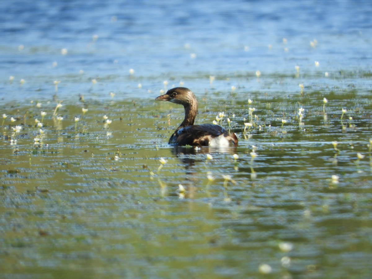 Pied-billed Grebe - ML608981828