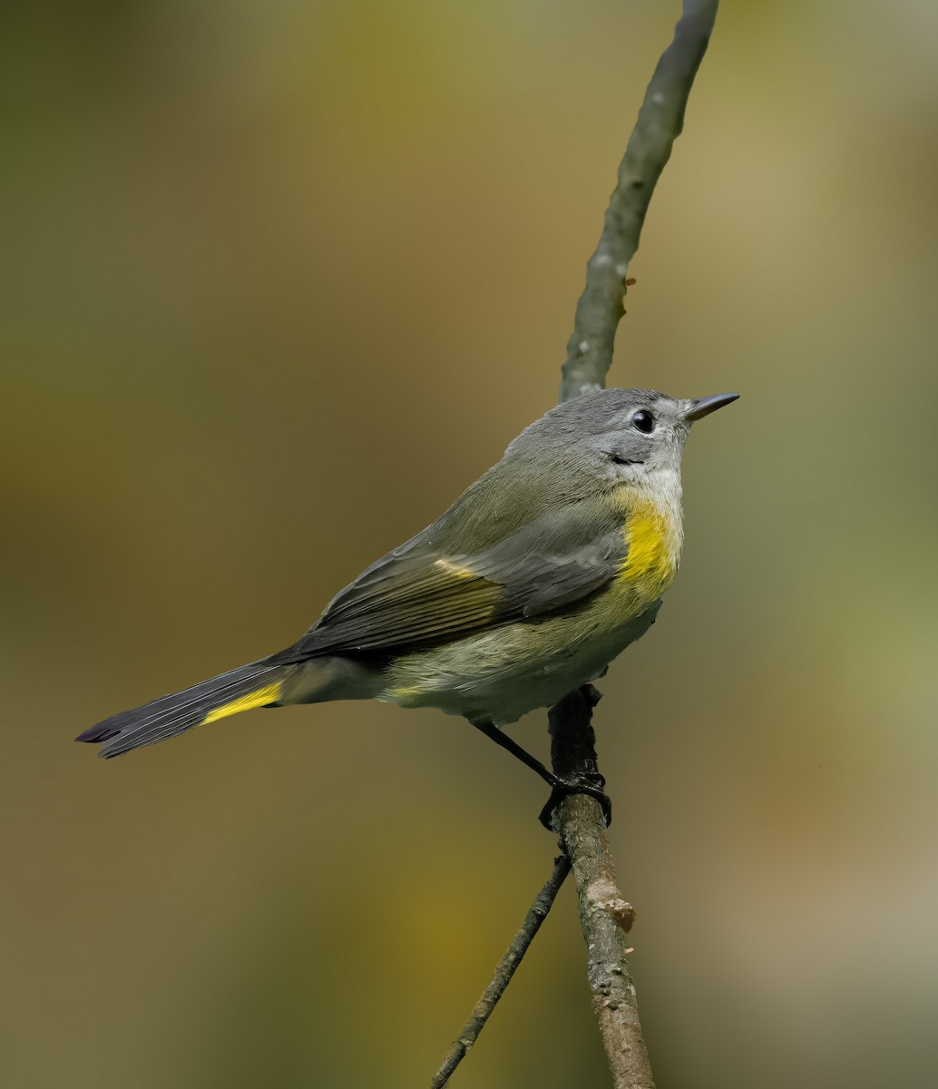 American Redstart - ML608981901