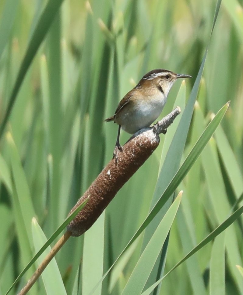 Marsh Wren (palustris Group) - ML608981905