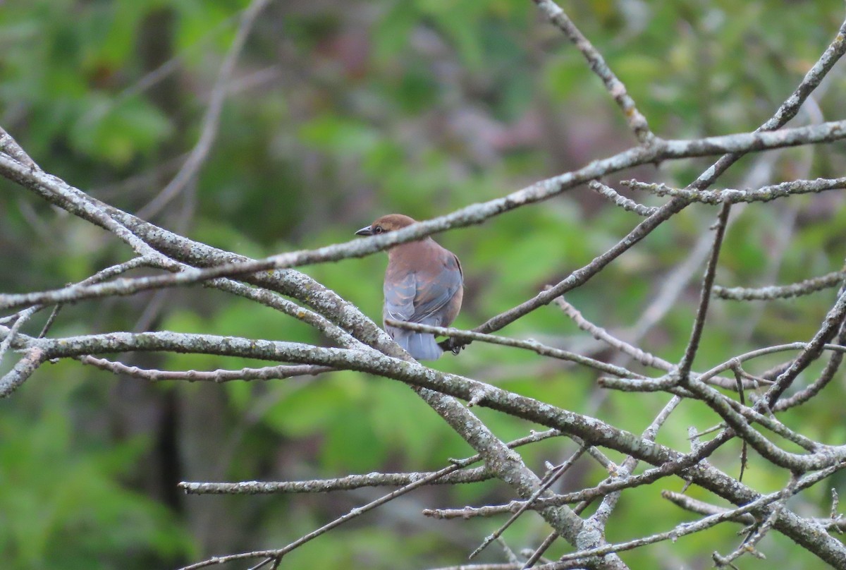 Rusty Blackbird - ML608981924