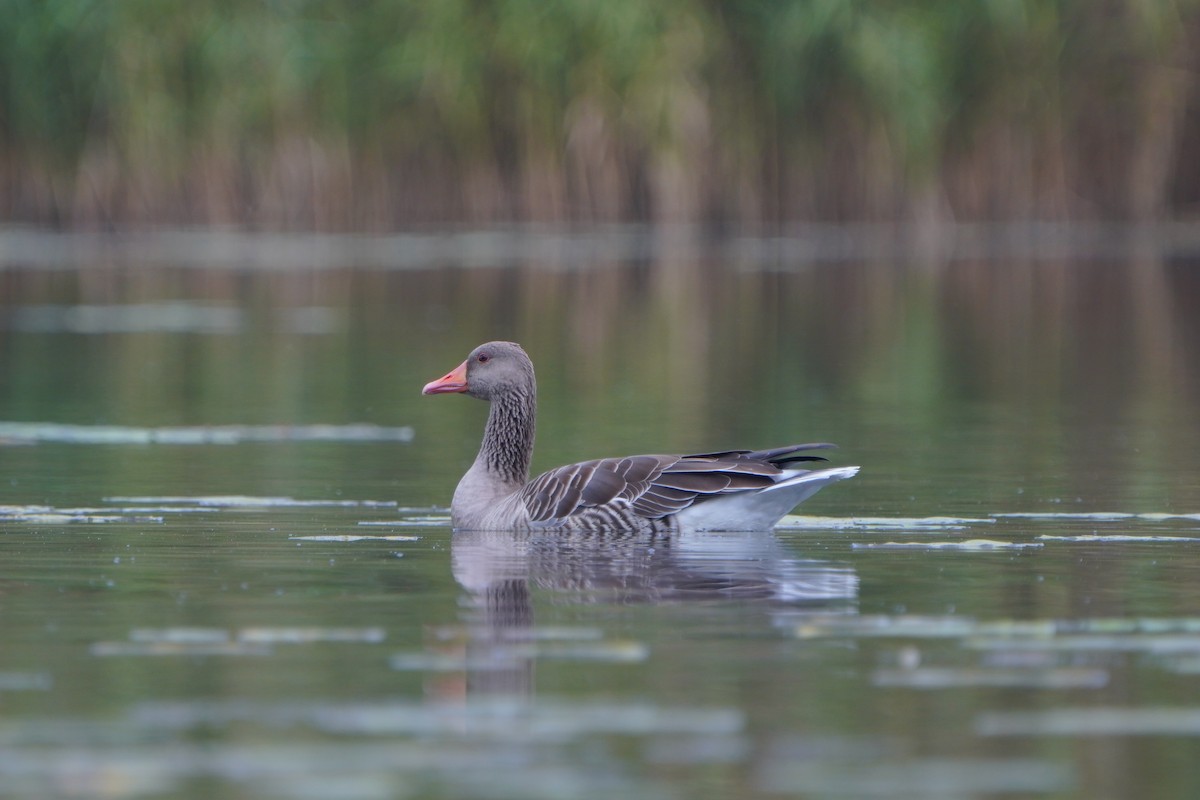 Graylag Goose - Paweł Maciszkiewicz