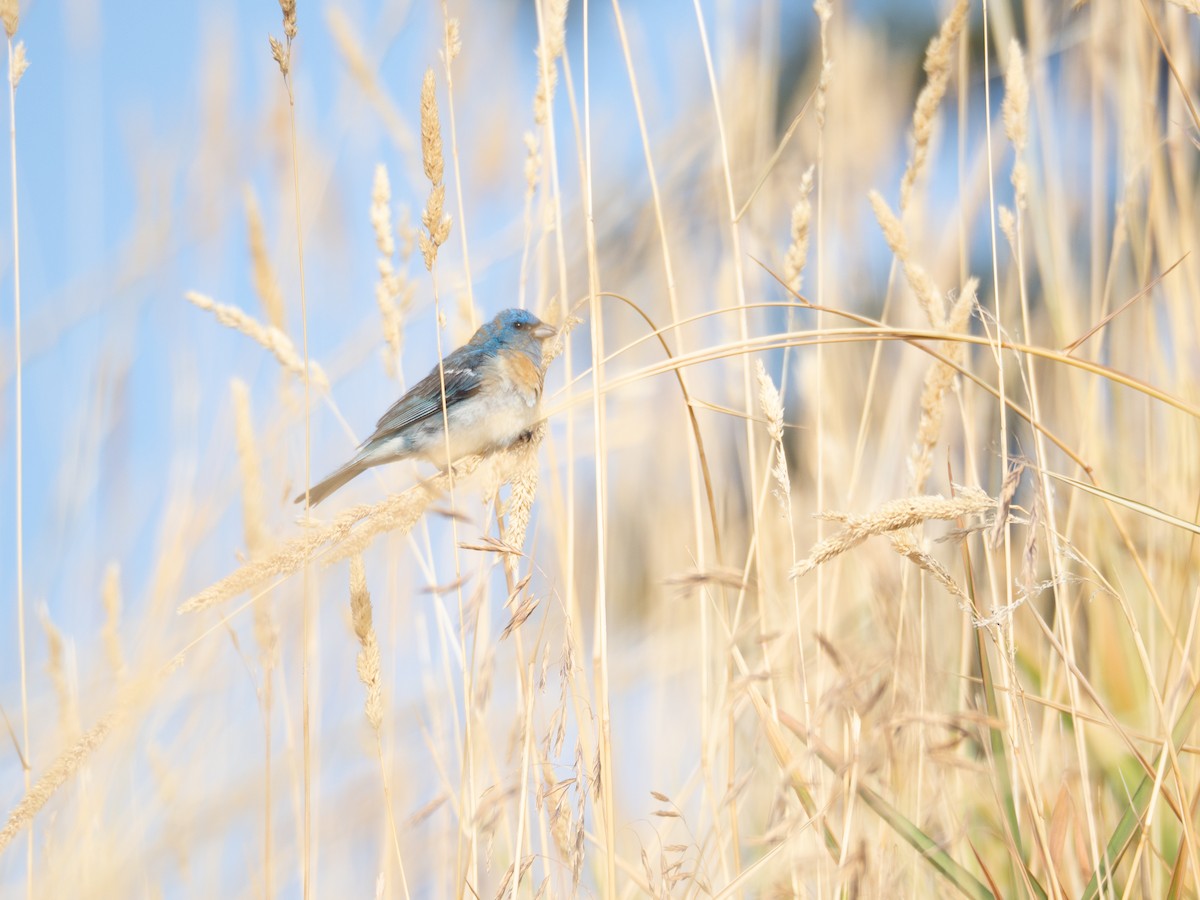 Lazuli Bunting - ML608982135