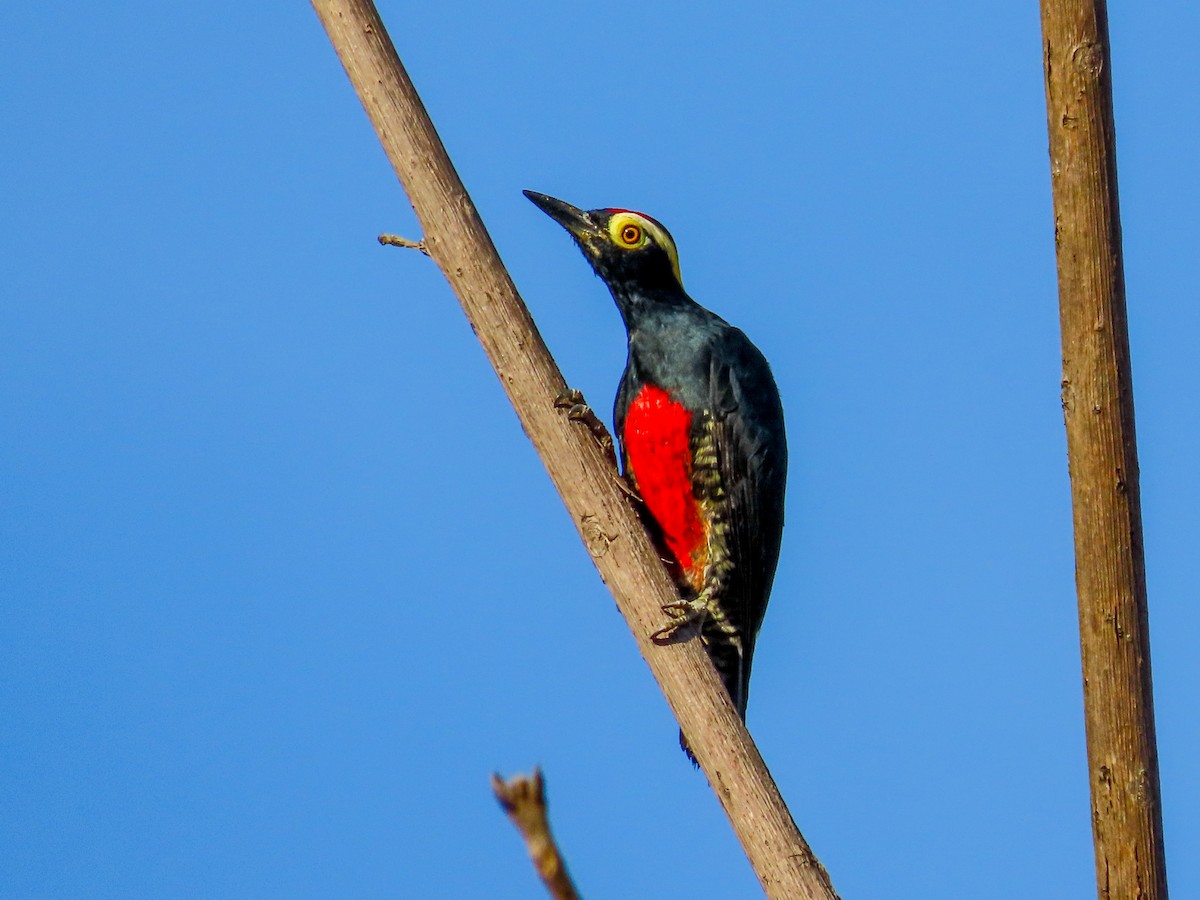 Yellow-tufted Woodpecker - ML608982148