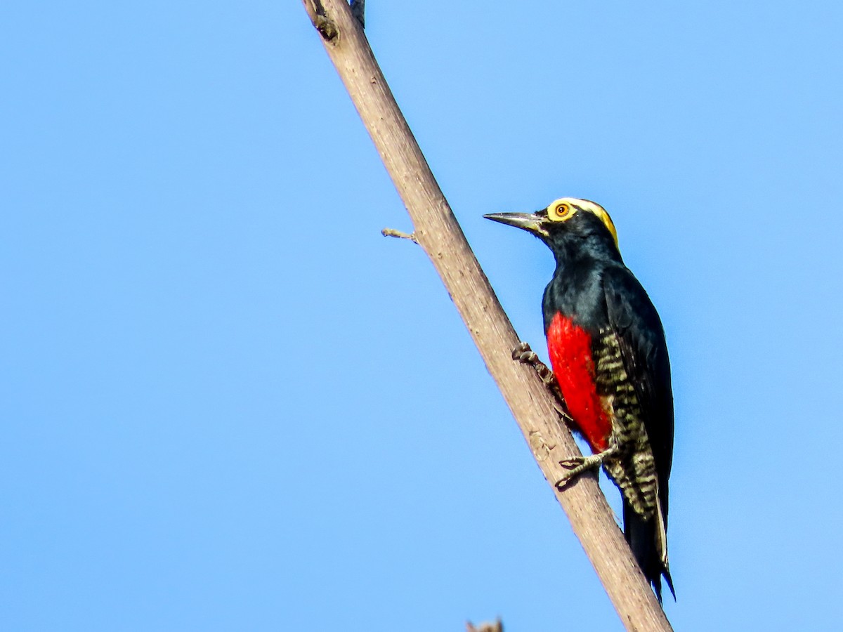 Yellow-tufted Woodpecker - ML608982154