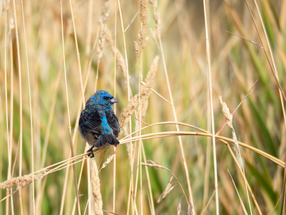 Lazuli Bunting - Sonja P