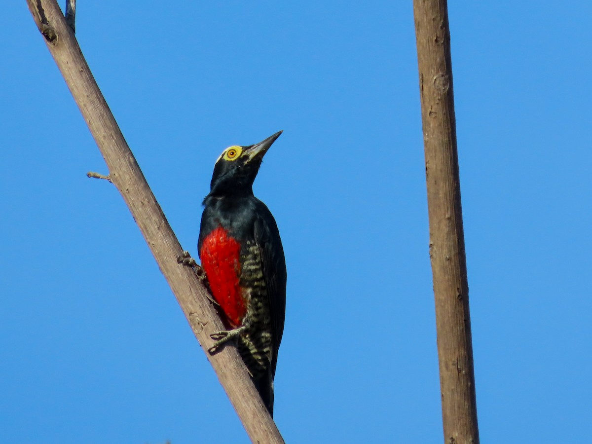 Yellow-tufted Woodpecker - ML608982157