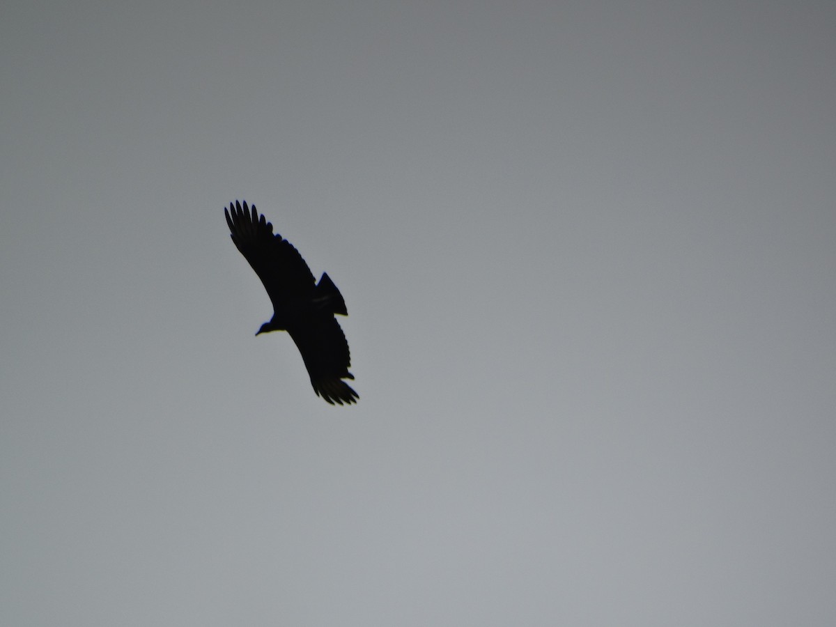 Black Vulture - ML608982201