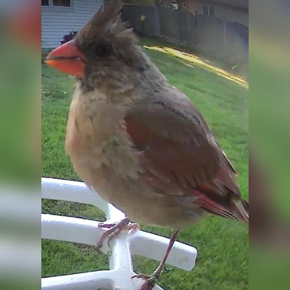 Northern Cardinal - ML608982230