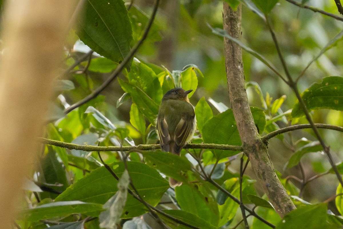 Rufous-breasted Flycatcher - ML608982260