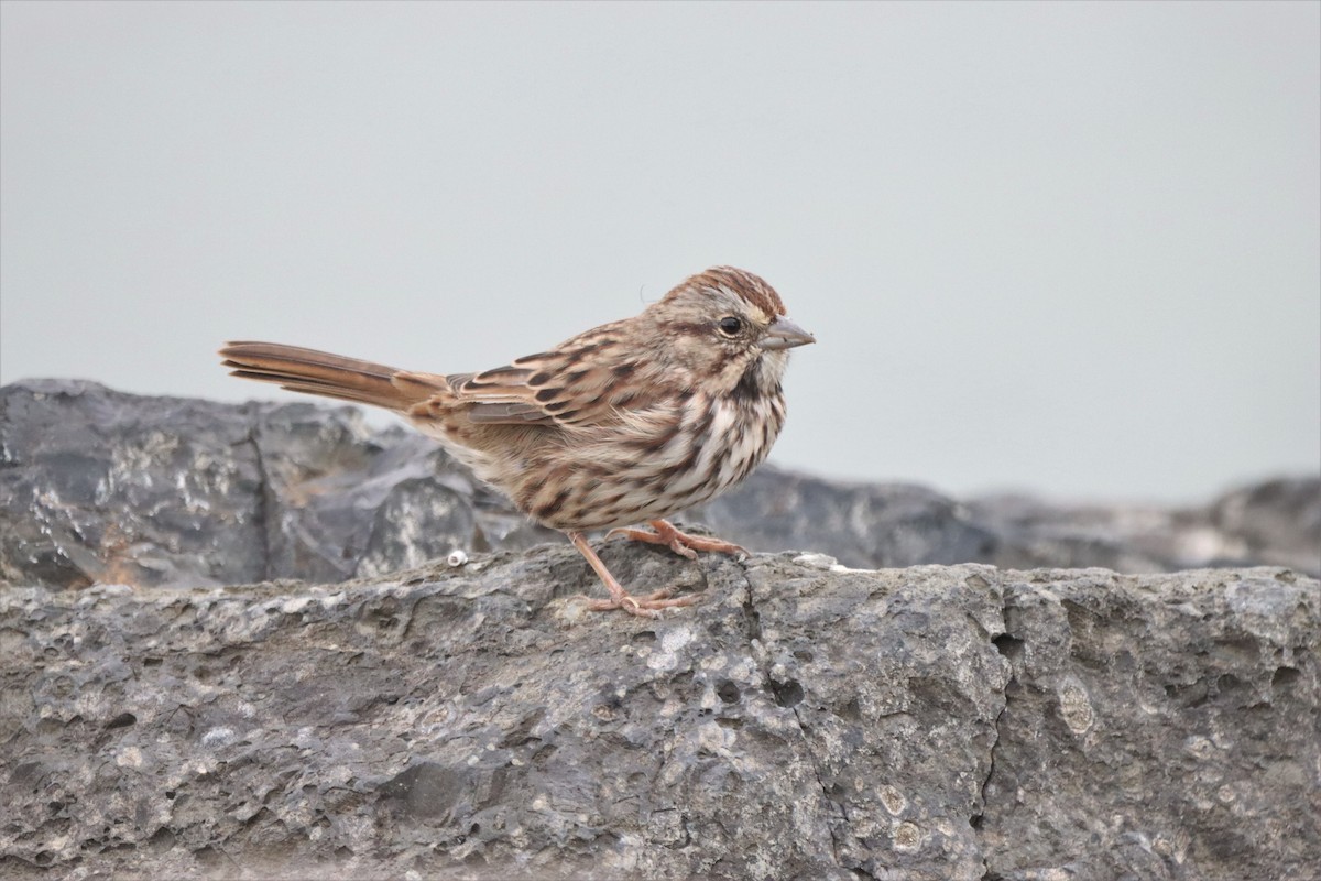 Song Sparrow - ML608982261