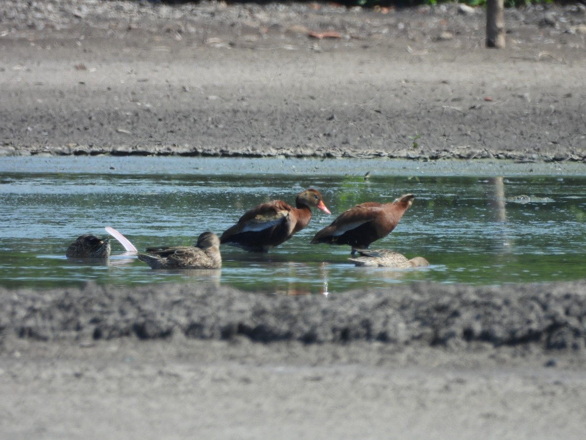 Blue-winged Teal - ML608982306