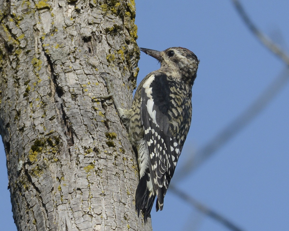 Yellow-bellied Sapsucker - ML608982316