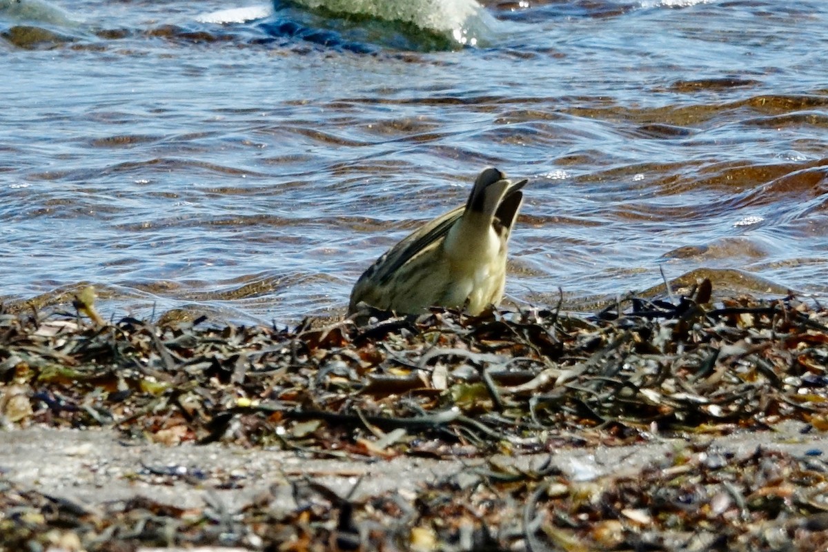American Pipit - ML608982325