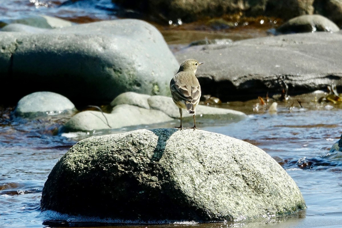 American Pipit - ML608982346
