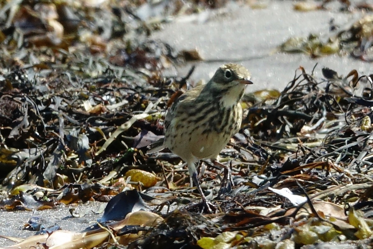 American Pipit - ML608982356