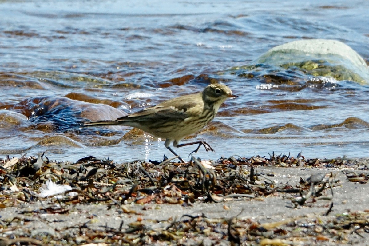 American Pipit - ML608982363