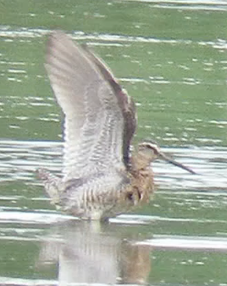 Short-billed Dowitcher - ML608982387